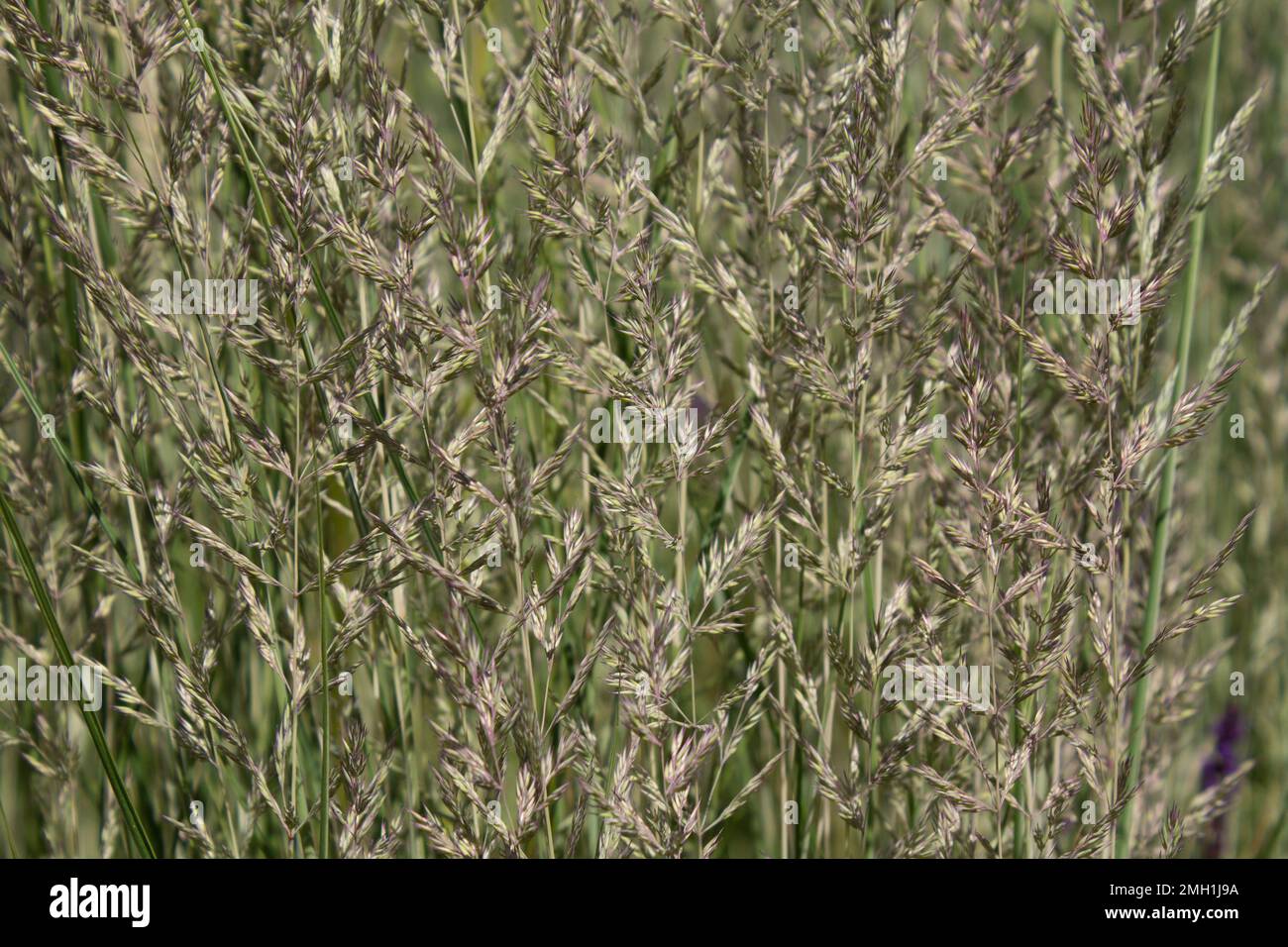Ornamental grass Calamagrostis Overdam grows in the park in summer Stock Photo Alamy