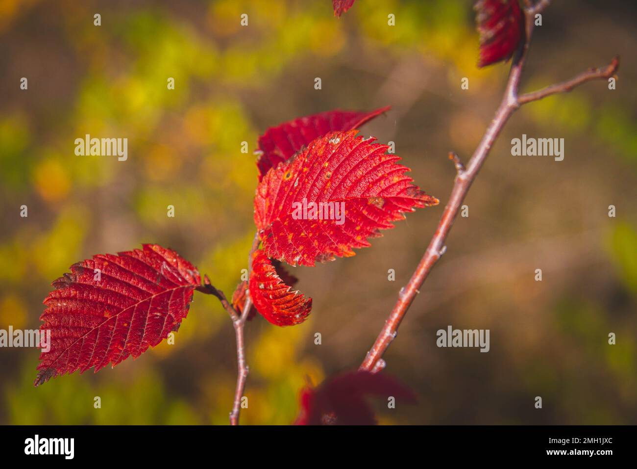 Beautiful multi-colored autumn leaves of trees. Autumn nature in ...
