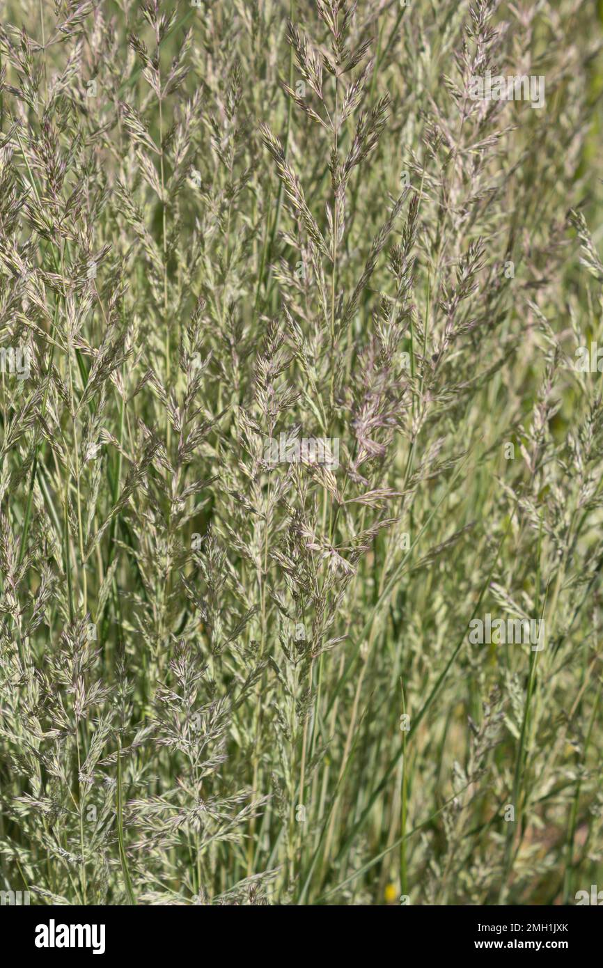 Ornamental grass Calamagrostis Overdam grows in the park in summer Stock Photo Alamy