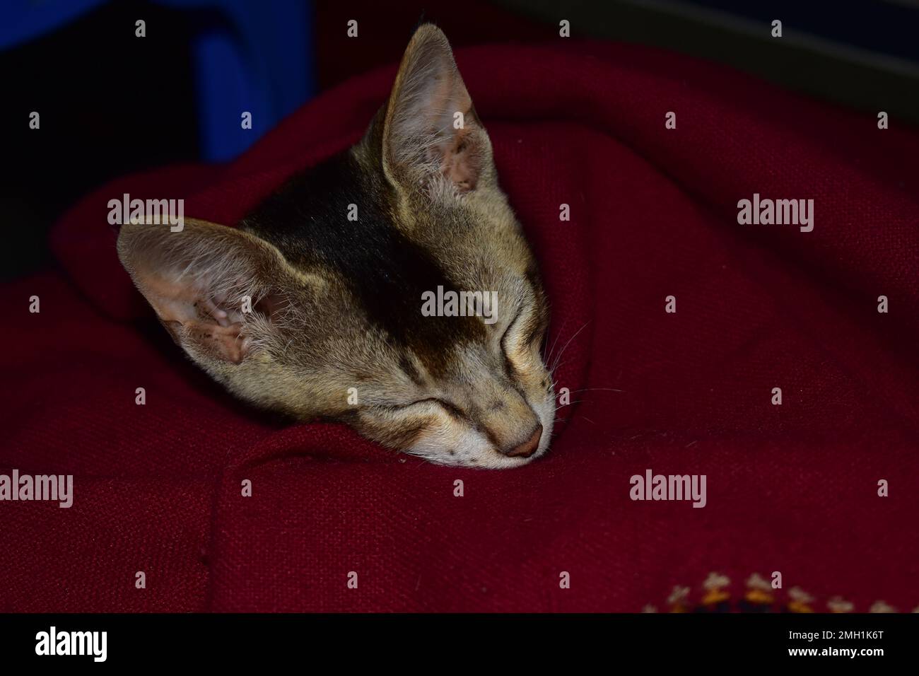 A kitten sleeping under a red blanket. Stock Photo