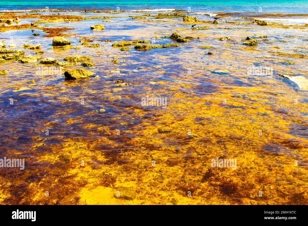 Stones rocks and corals and sargazo seagrass seaweed in turquoise green