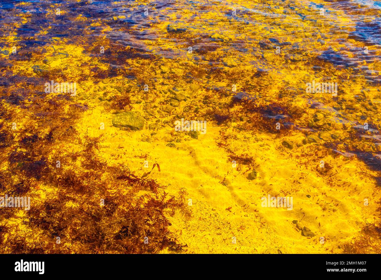 Stones rocks and corals and sargazo seagrass seaweed in turquoise green ...