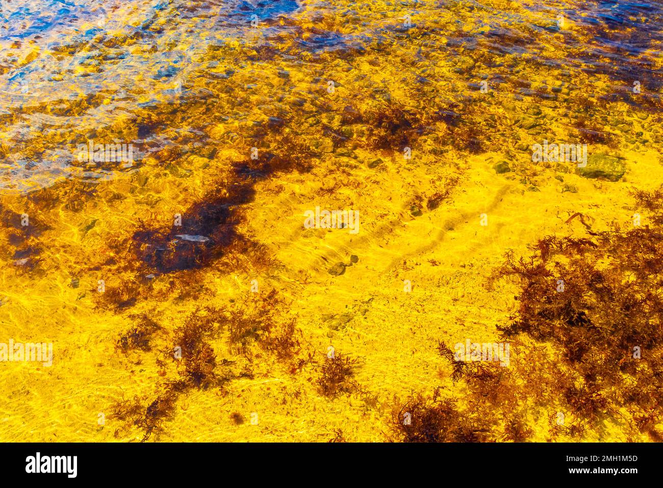 Stones rocks and corals and sargazo seagrass seaweed in turquoise green