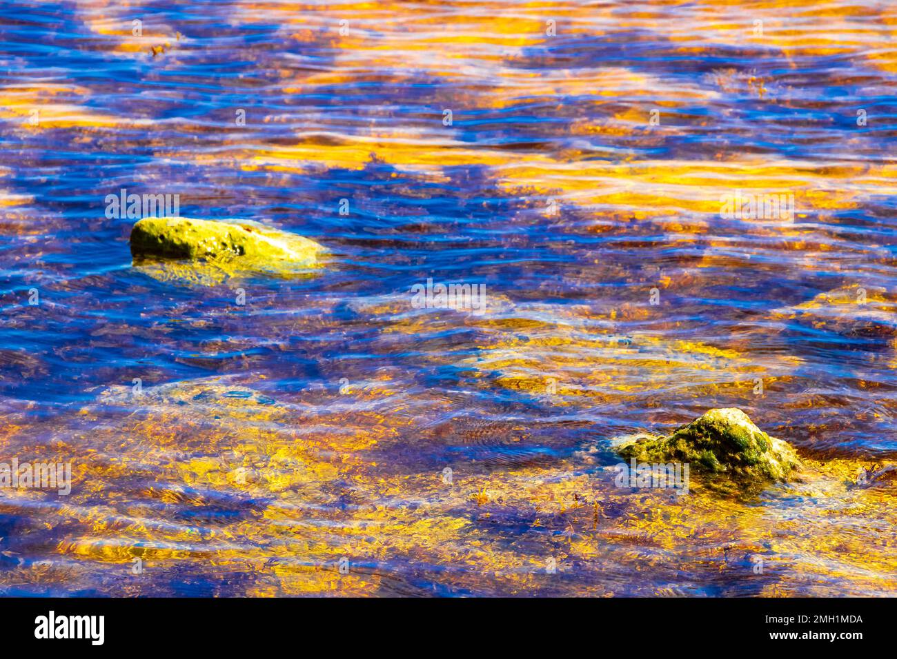 Stones rocks and corals and sargazo seagrass seaweed in turquoise green