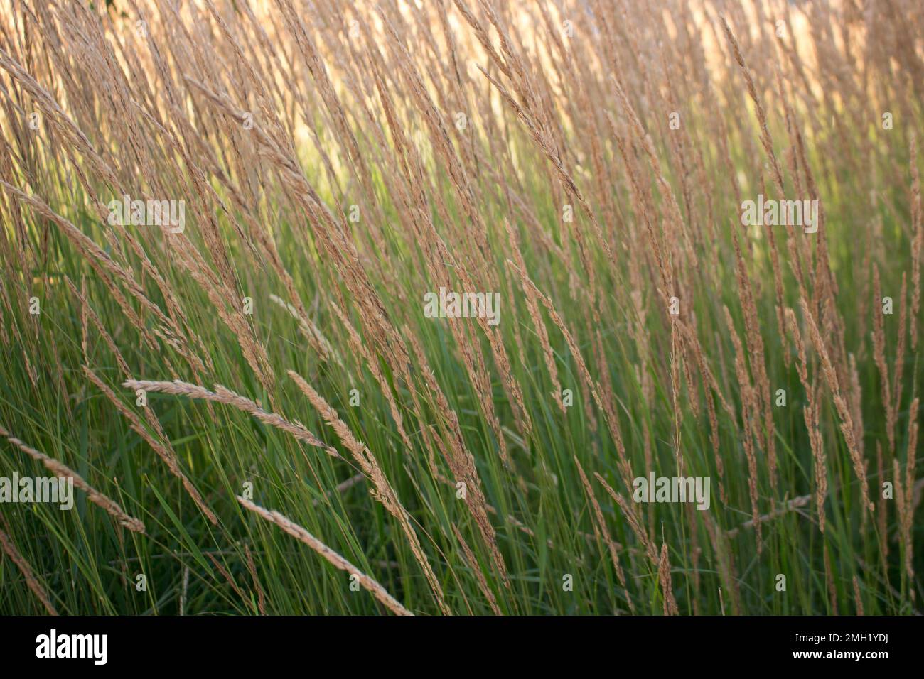 Ornamental grass Calamagrostis Overdam grows in the park in summer Stock Photo Alamy