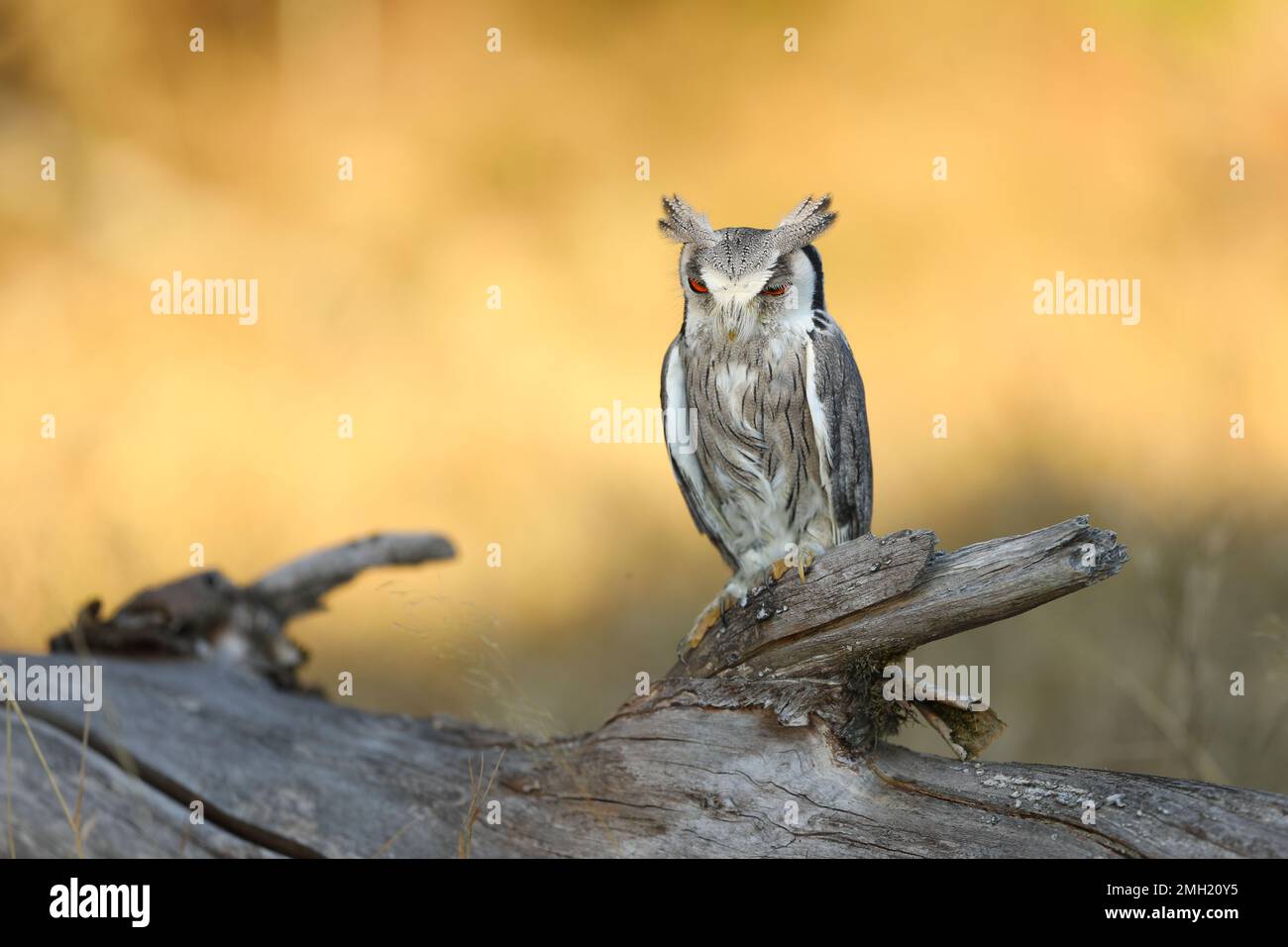 Northern white-faced owl , Ptilopsis leucotis, owl in the nature habitat, sitting on the dry tree branch, yellow grass in background Stock Photo