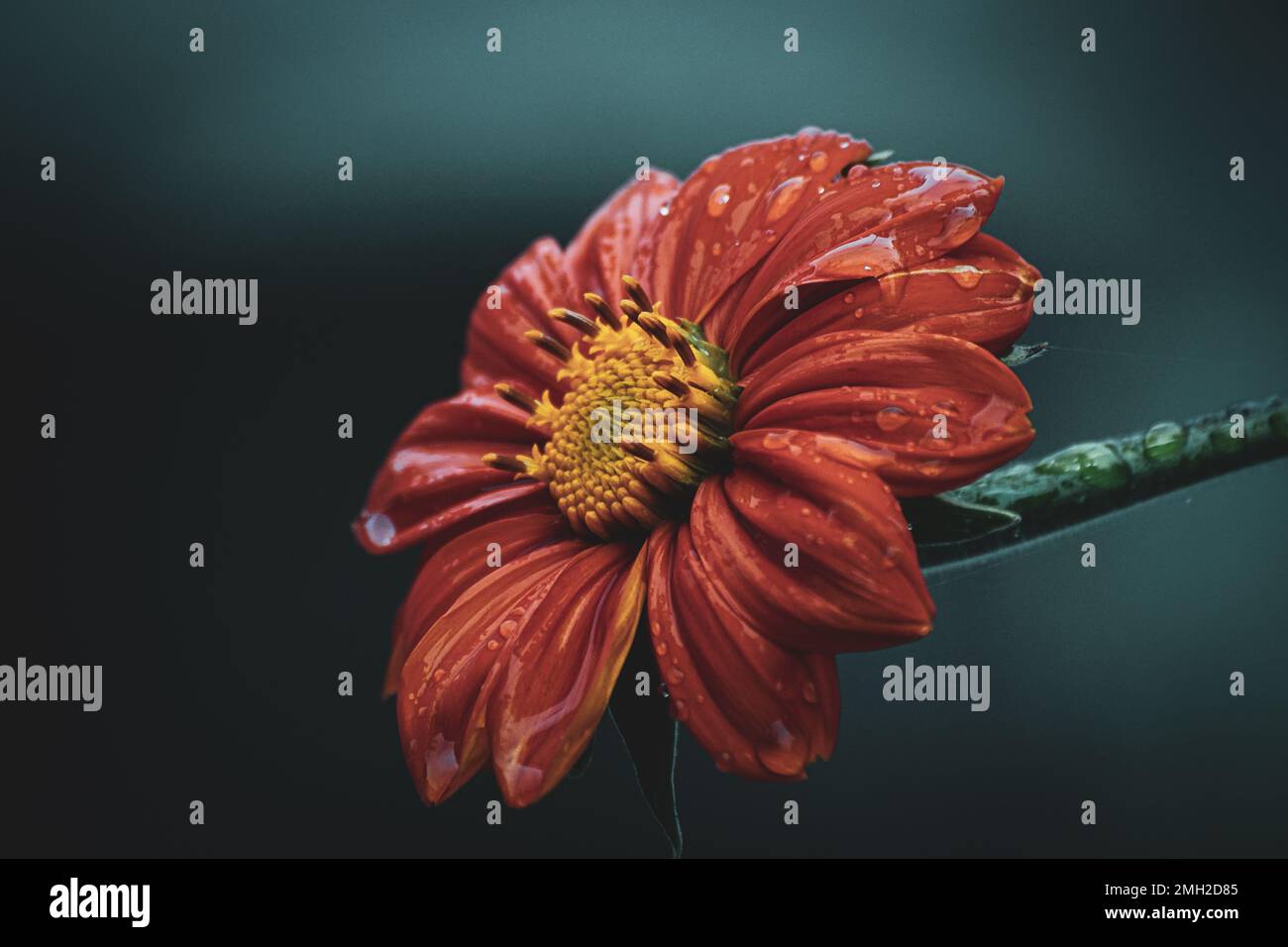 Floral pattern in shades of red hi-res stock photography and images - Alamy