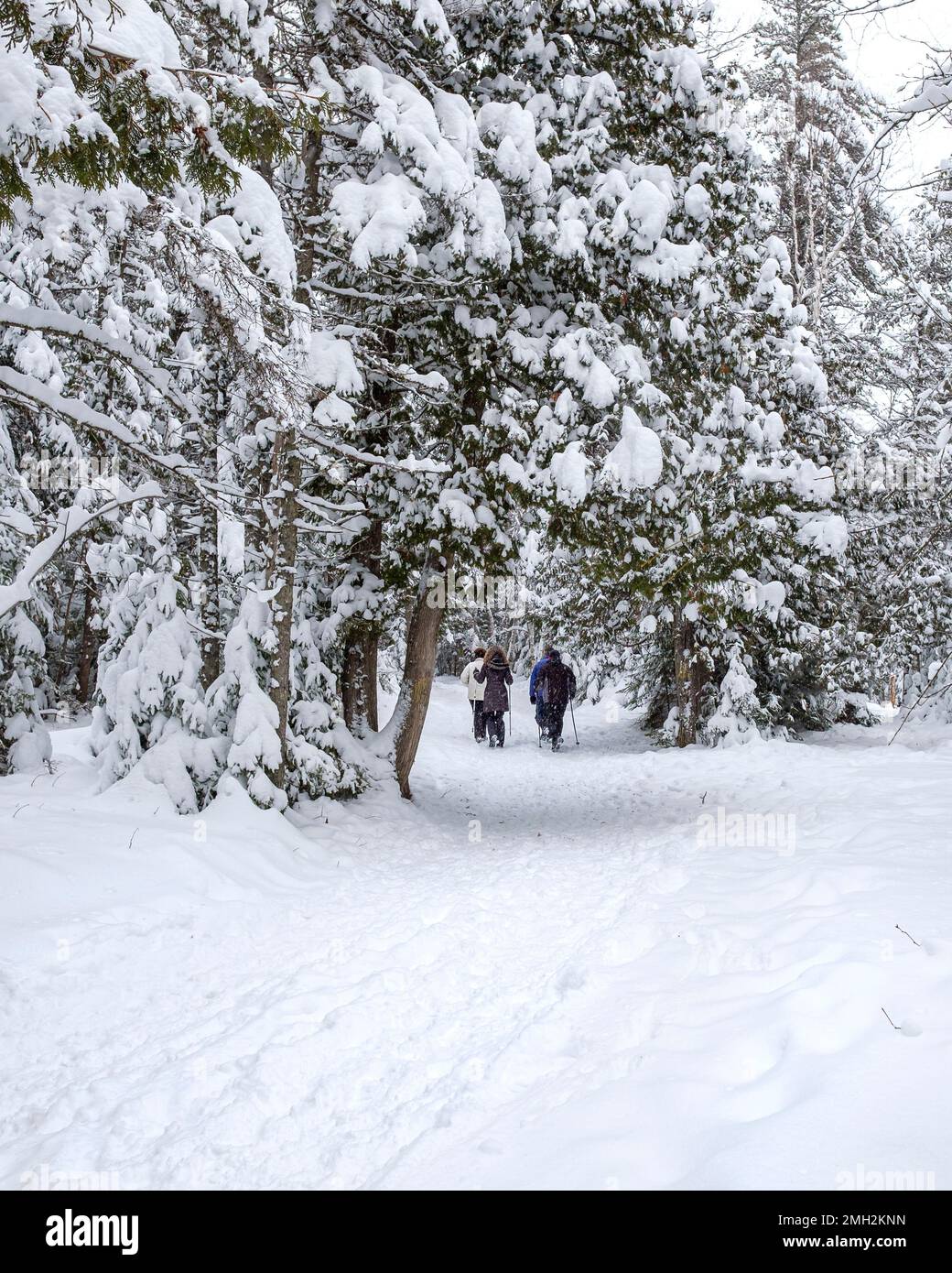 Snow laden trees in Centennial park in Thunder Bay, Ontario, Canada Stock Photo