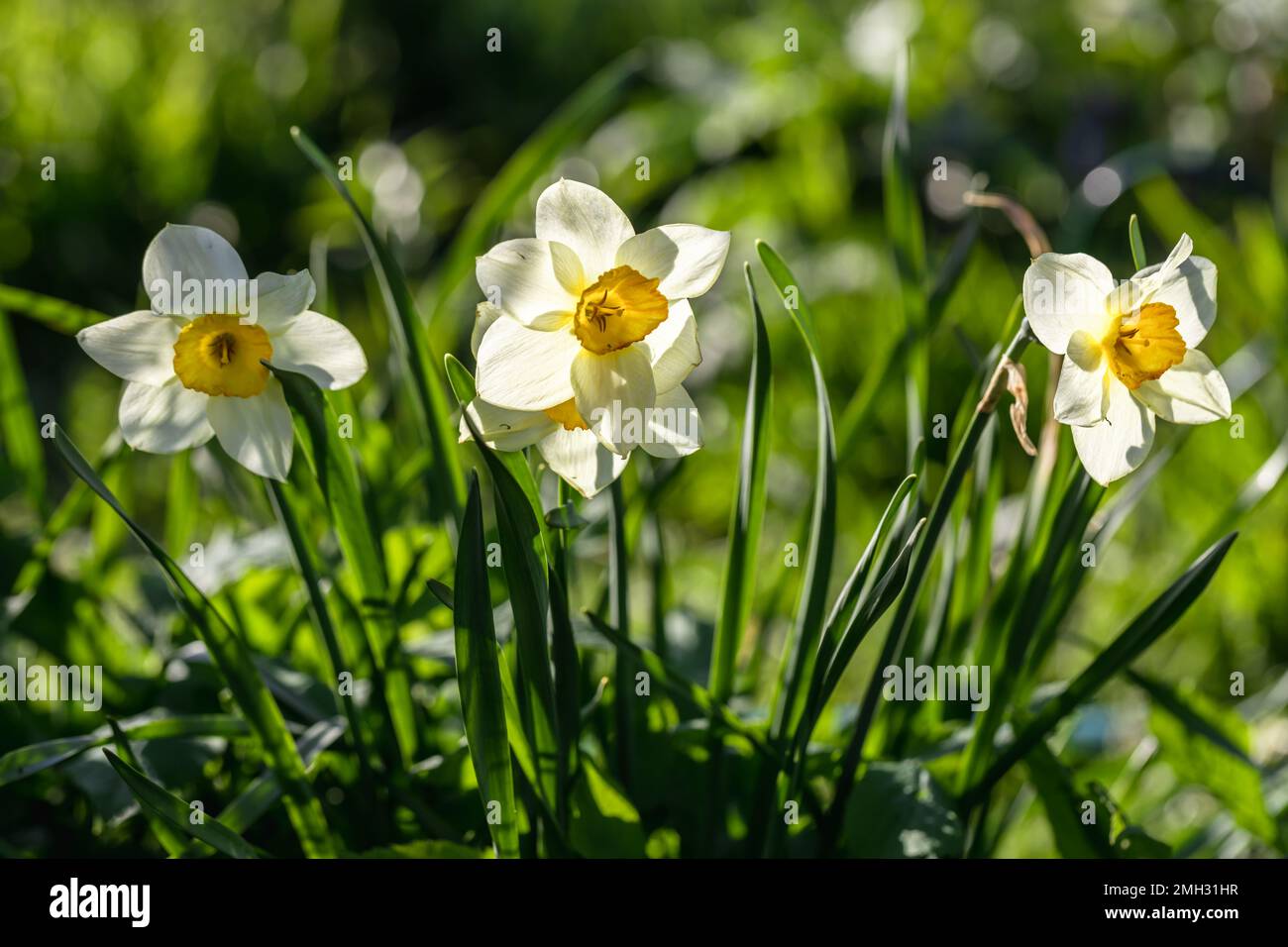 Narcissus flowers flower bed with drift yellow. White double daffodil flowers narcissi daffodils.  Stock Photo