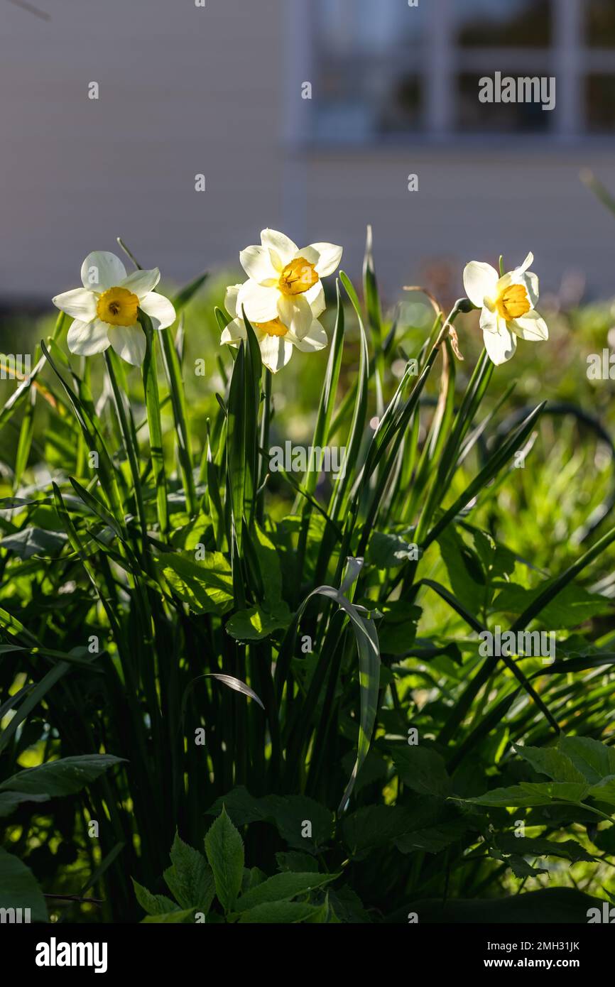 Narcissus flowers flower bed with drift yellow. White double daffodil flowers narcissi daffodils.  Stock Photo