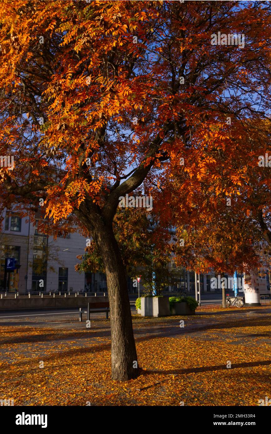 A tree in a city change the color to red Stock Photo