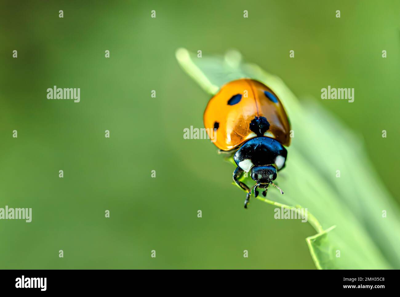 Tthe lovely ladybug, photographed on a green leaf looking for aphids Stock Photo