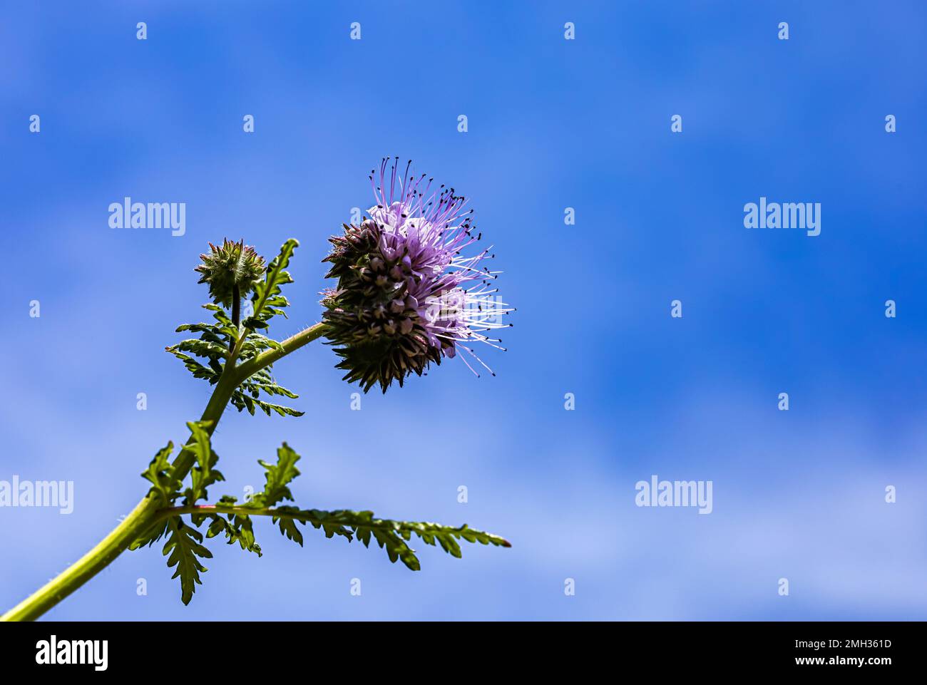 We need more bees for pollination. This phacelia flower attracts bees Stock Photo