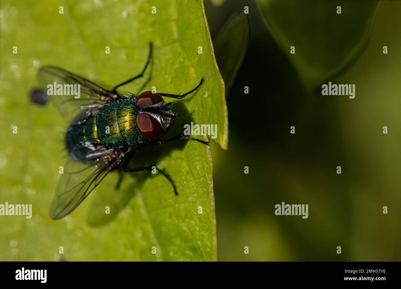 The green blowfly, Lucilia sericata Stock Photo
