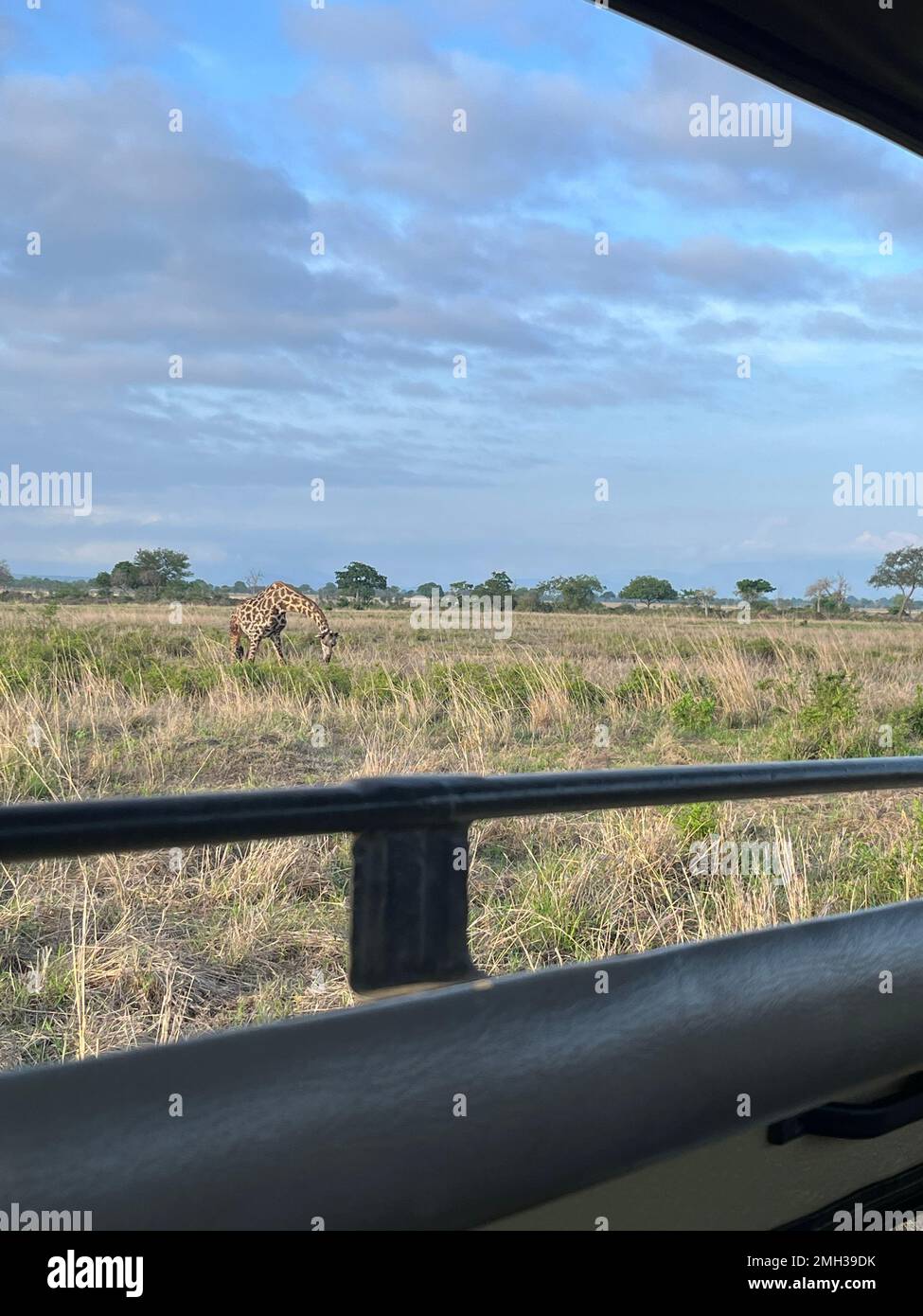a picture view from the roof of a convertibles jeep truck from inside view for safari shows a wild animal giraffe in the field. Uncovered jeep car for Stock Photo