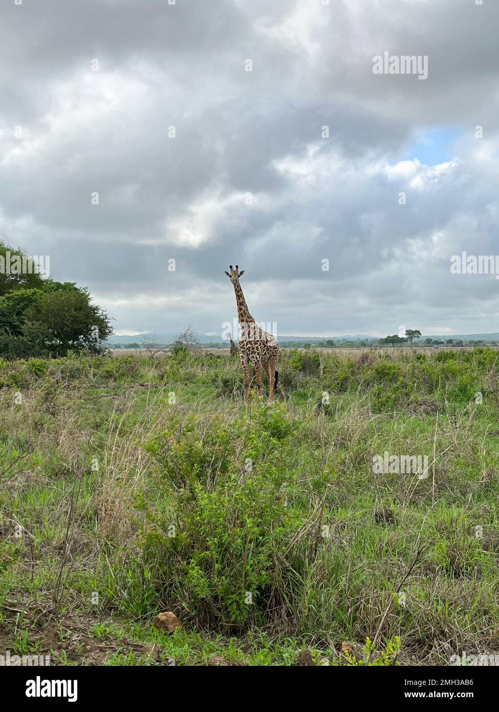 Wild giraffes in the savanna, one giraffe animal with one tree in the