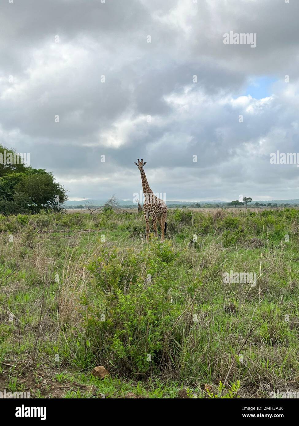 Wild giraffes in the savanna, one giraffe animal with one tree in the woods, Safari in Zanzibar, Tanzania. Stock Photo