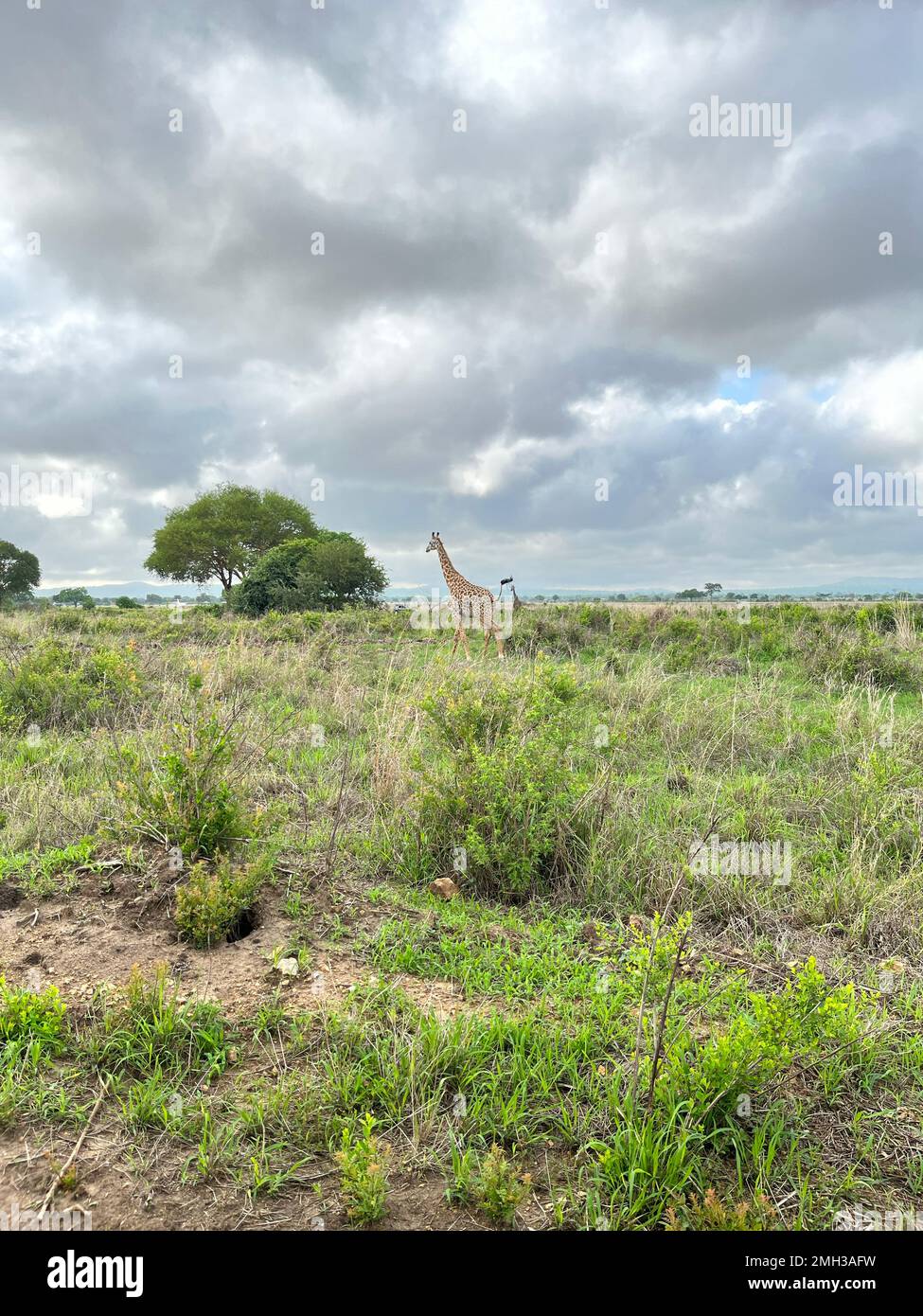 Wild giraffes in the savanna, one giraffe animal with one tree in the