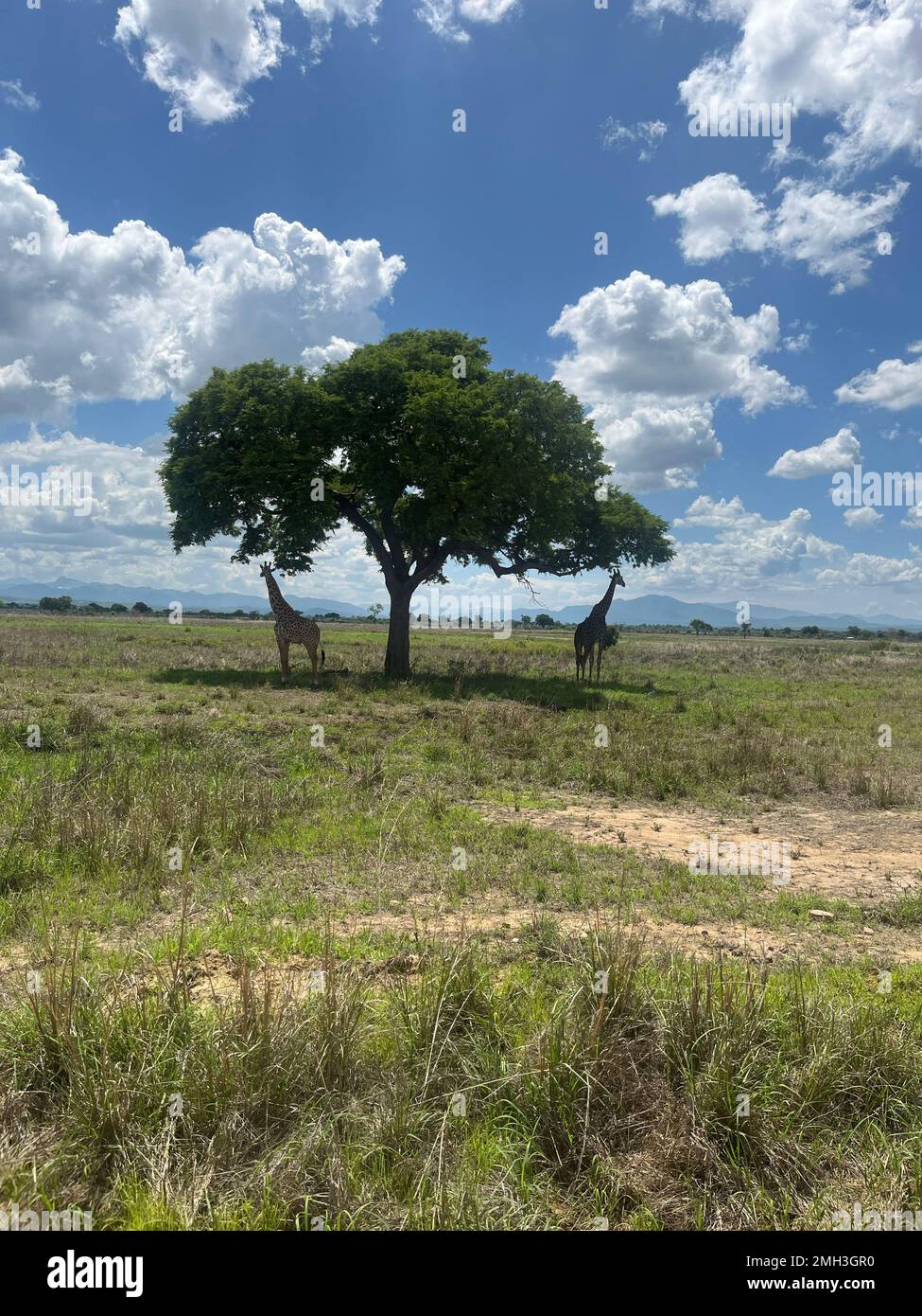 Wild giraffes in the savanna, two giraffe animals with one tree in the