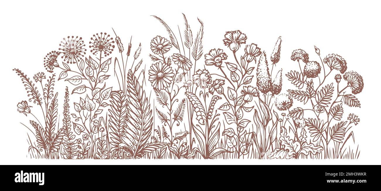 Wildflowers field border sketch illustration. Hand drawn grass, flowers ...