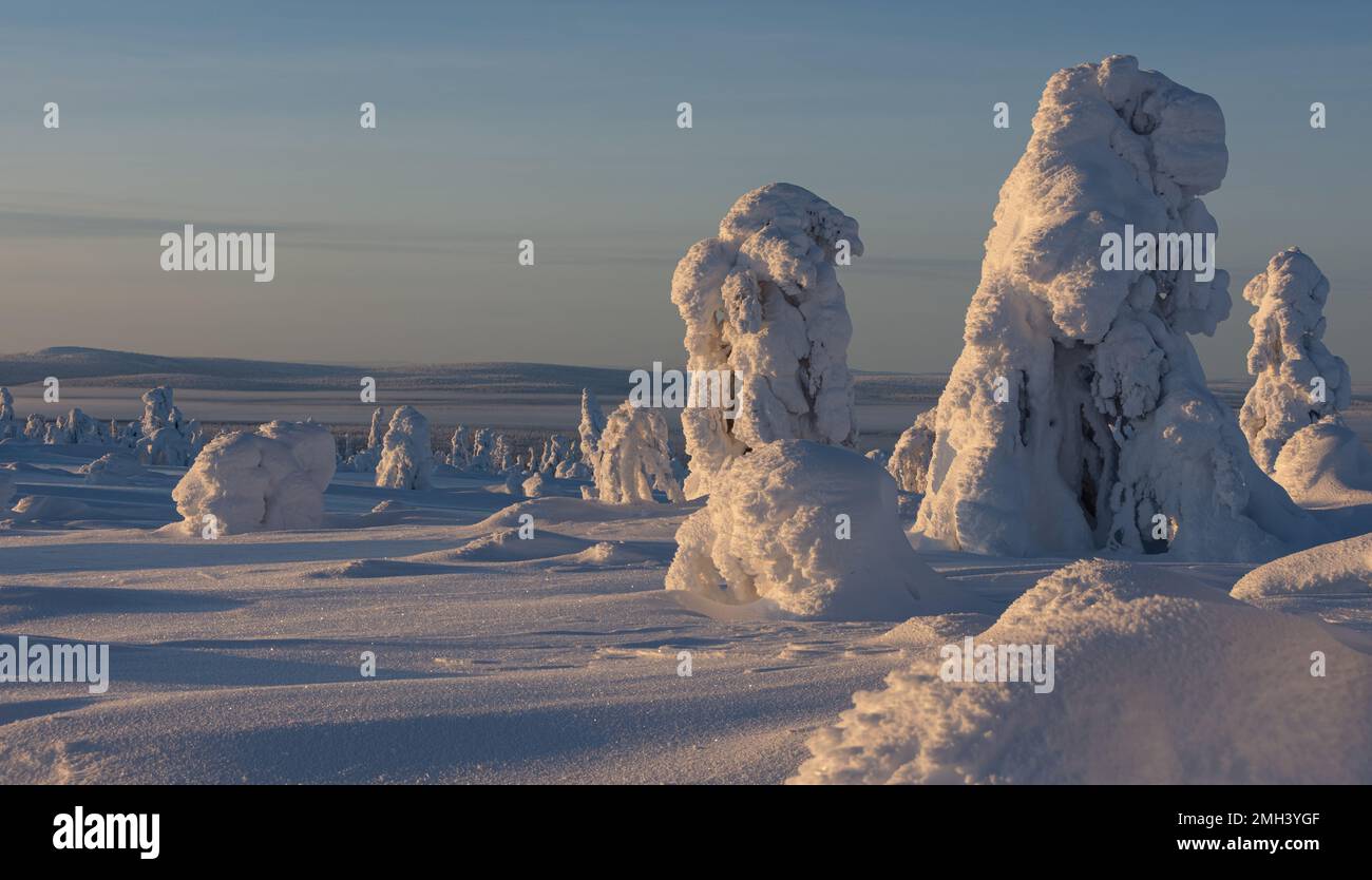 Snowy trees in the fells in Finnish Lapland Stock Photo