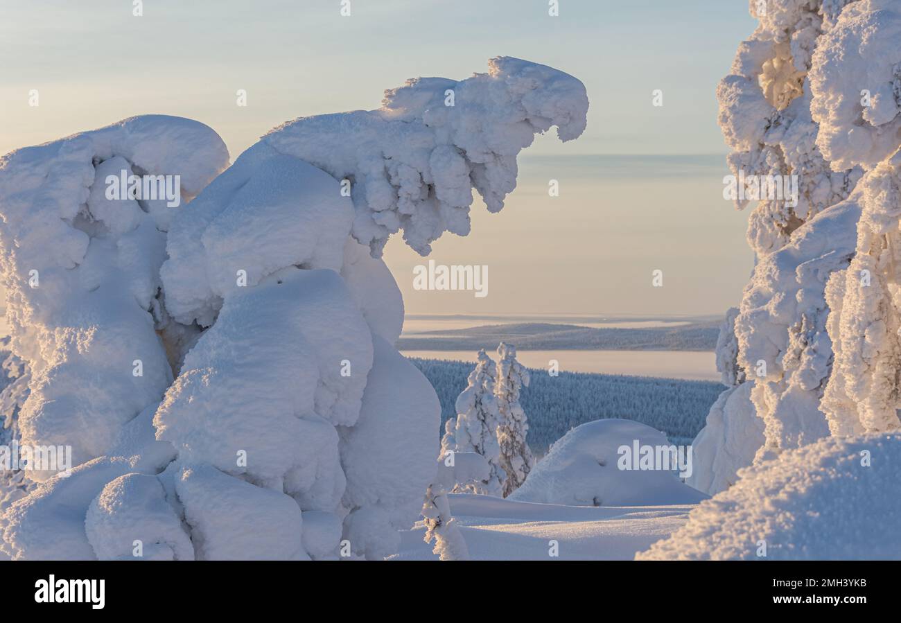 Snowy trees in the fells in Finnish Lapland Stock Photo