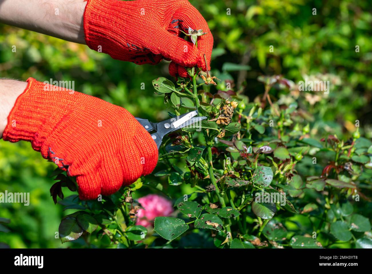 gardener in red gloves makes pruning with pruning shears faded roses flowers Stock Photo