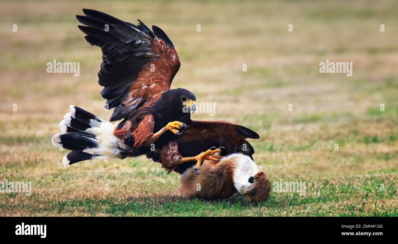 Parabuteo unicinctus hunts his prey and catches it in his claws, the best photo. Stock Photo