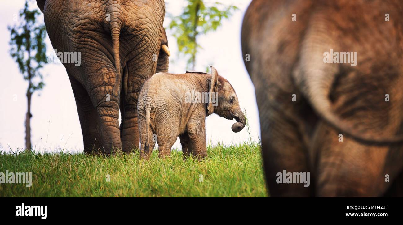 A young African elephant is safe with his parents, the best photo Stock