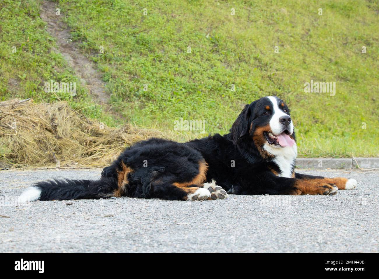 bernese mountain dog in the park in the summer for walks in ukraine