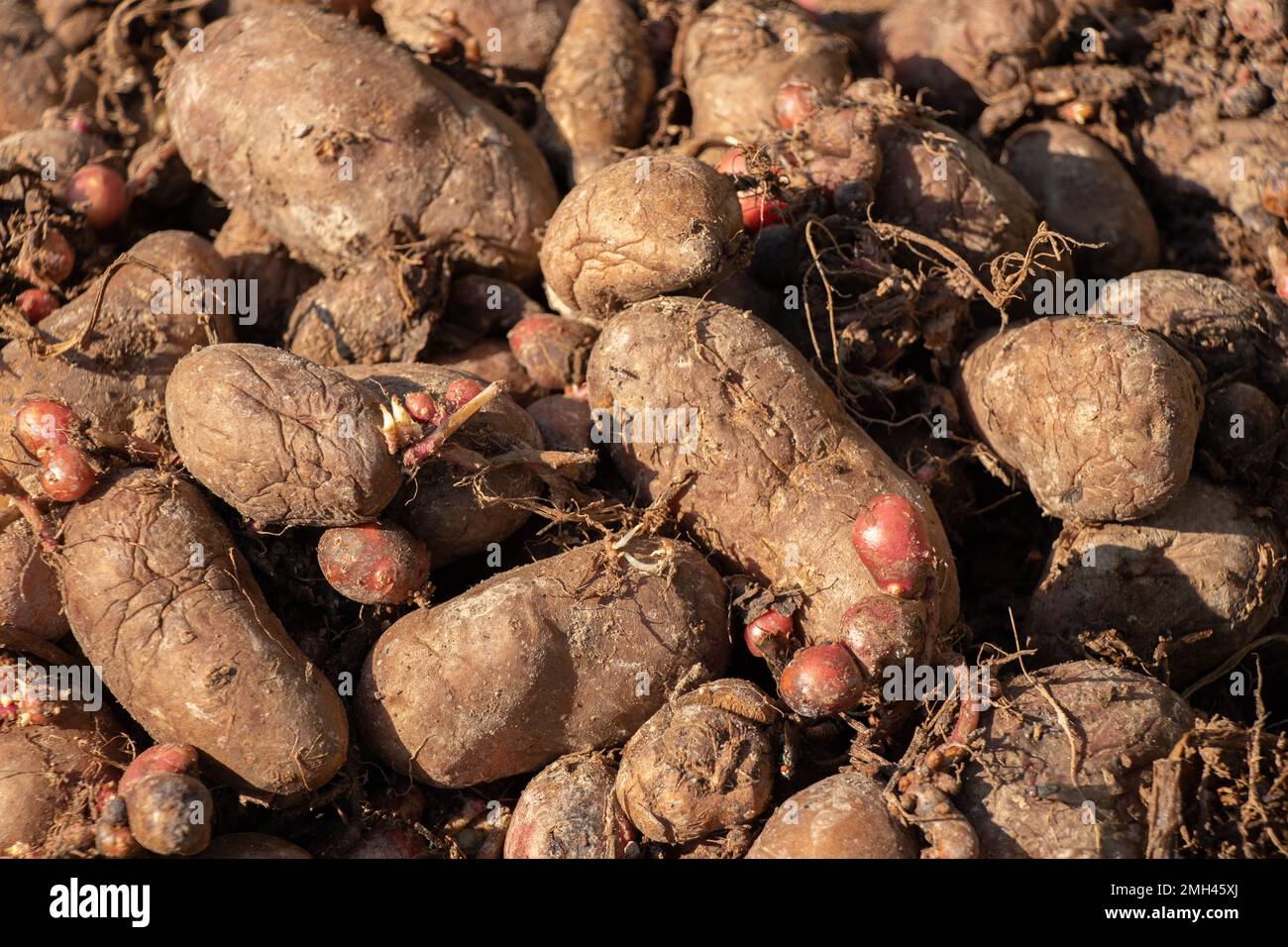old rotten raw potatoes in a heap as background, bad potatoes Stock Photo