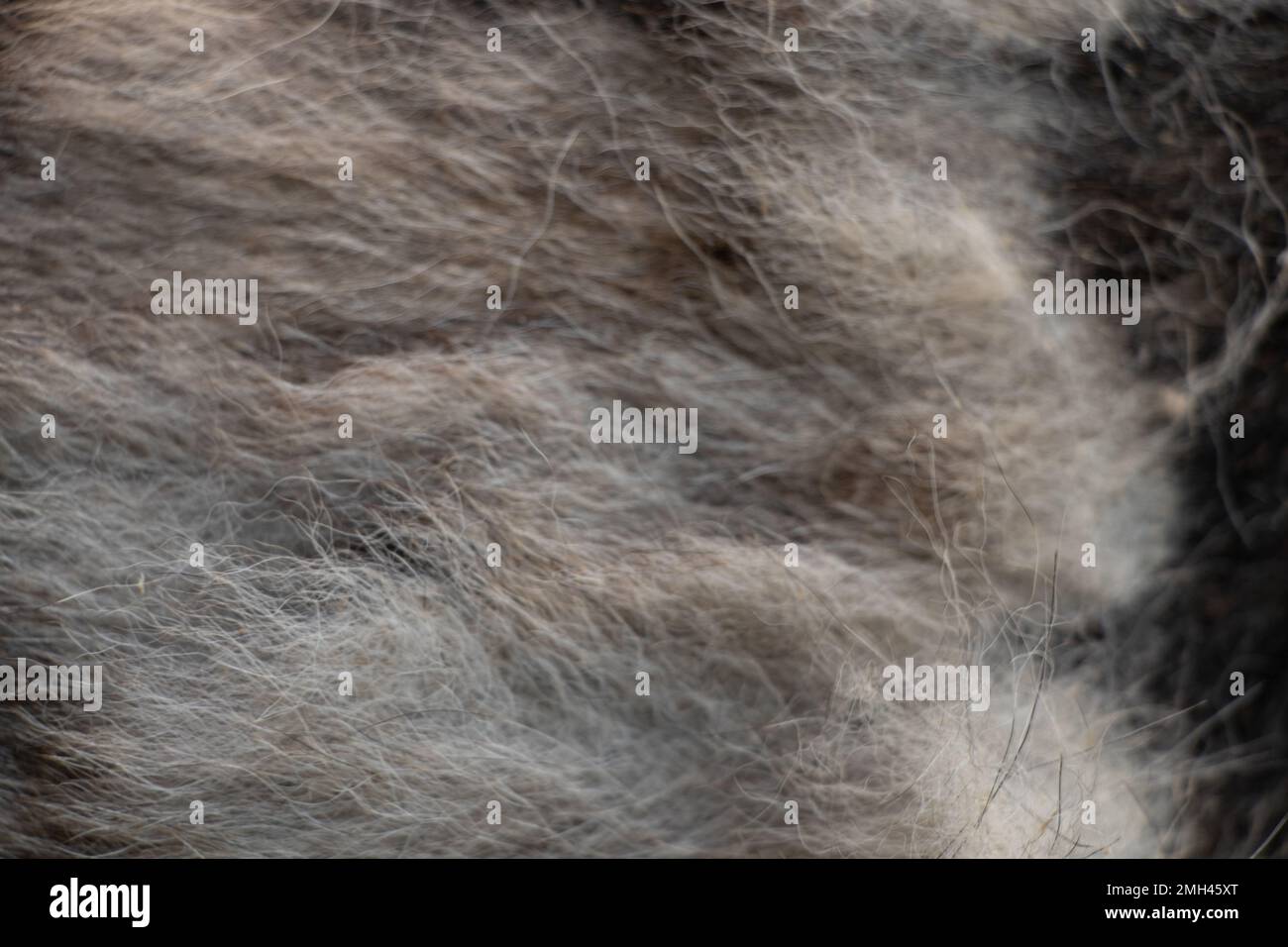 black gray dog hair for background, dog hair, fur coat background, wool for background Stock