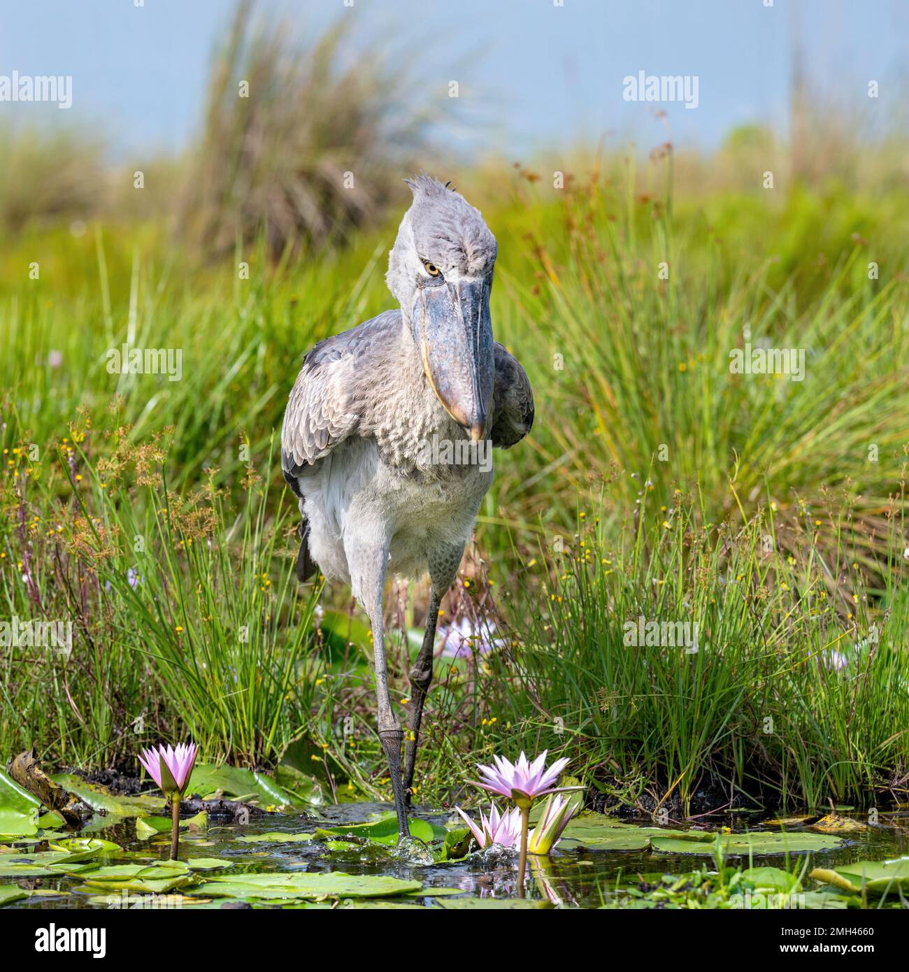 Shoebill Photographed In The Mabamba Wetlands On The Edge Of Lake