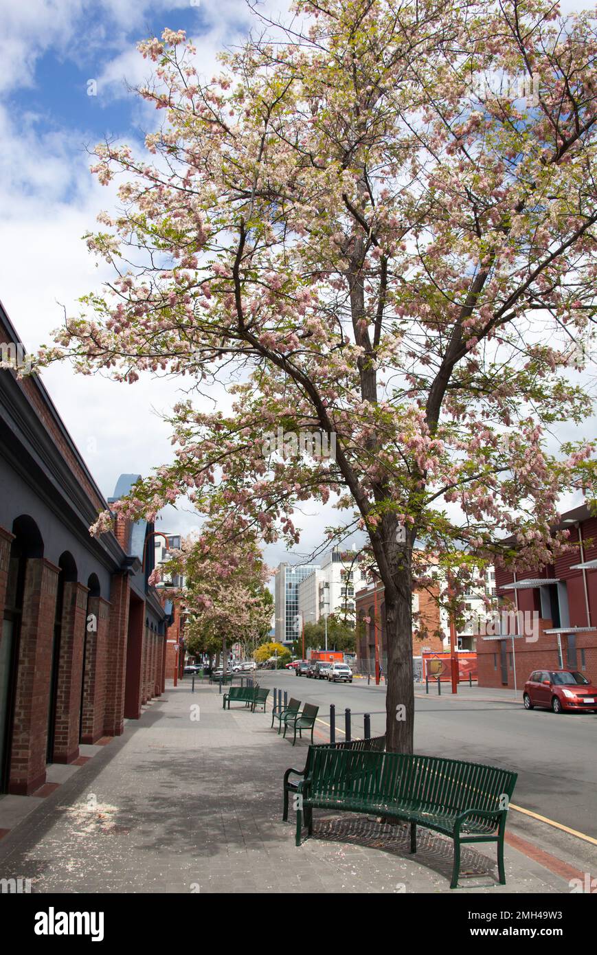 The bench under the tree in full springtime blossom on a street of ...