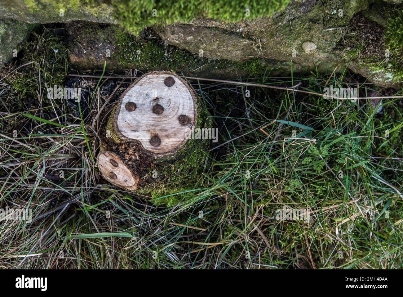 copper nails hammered into stumps along the leeds liverpool canal near gargravethis may be with a view to enabling decaydeath of the stump 2MH4BAA