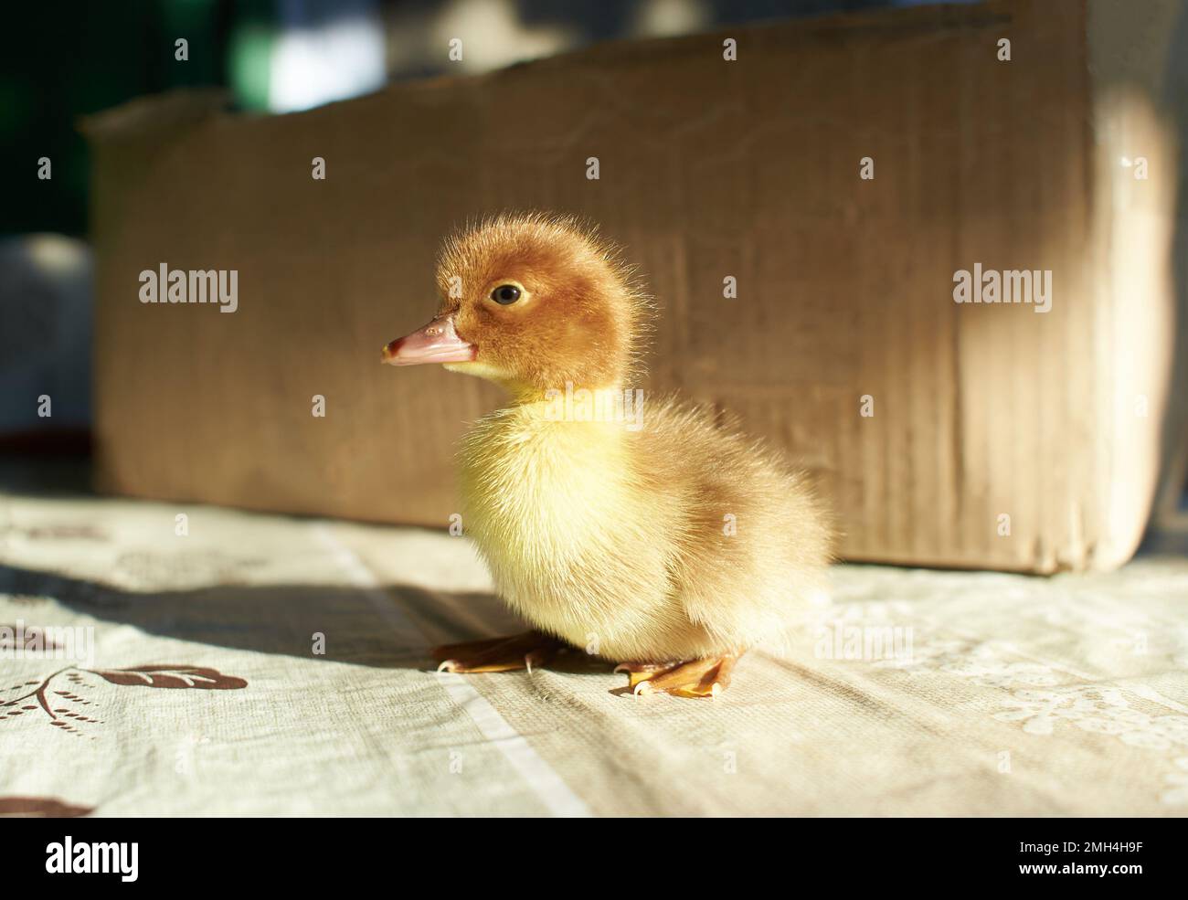 A duckling is a baby duck. Ducklings usually learn to swim by following their mother to a body