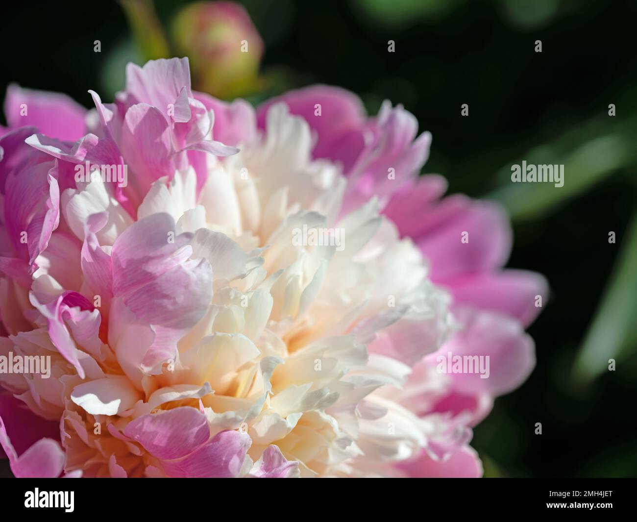 Blooming pink peonies, paeonia, in the garden Stock Photo - Alamy