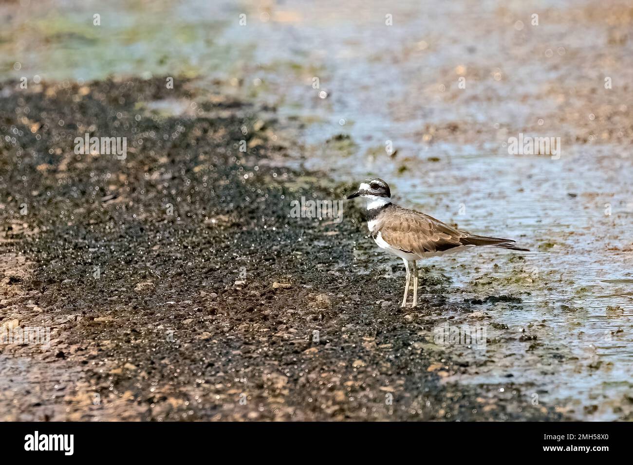 Killdeer on the edge of water in a pathway on a late summer day at Abrahamson Nurseries in Scandia, Minnesota USA. Stock Photo