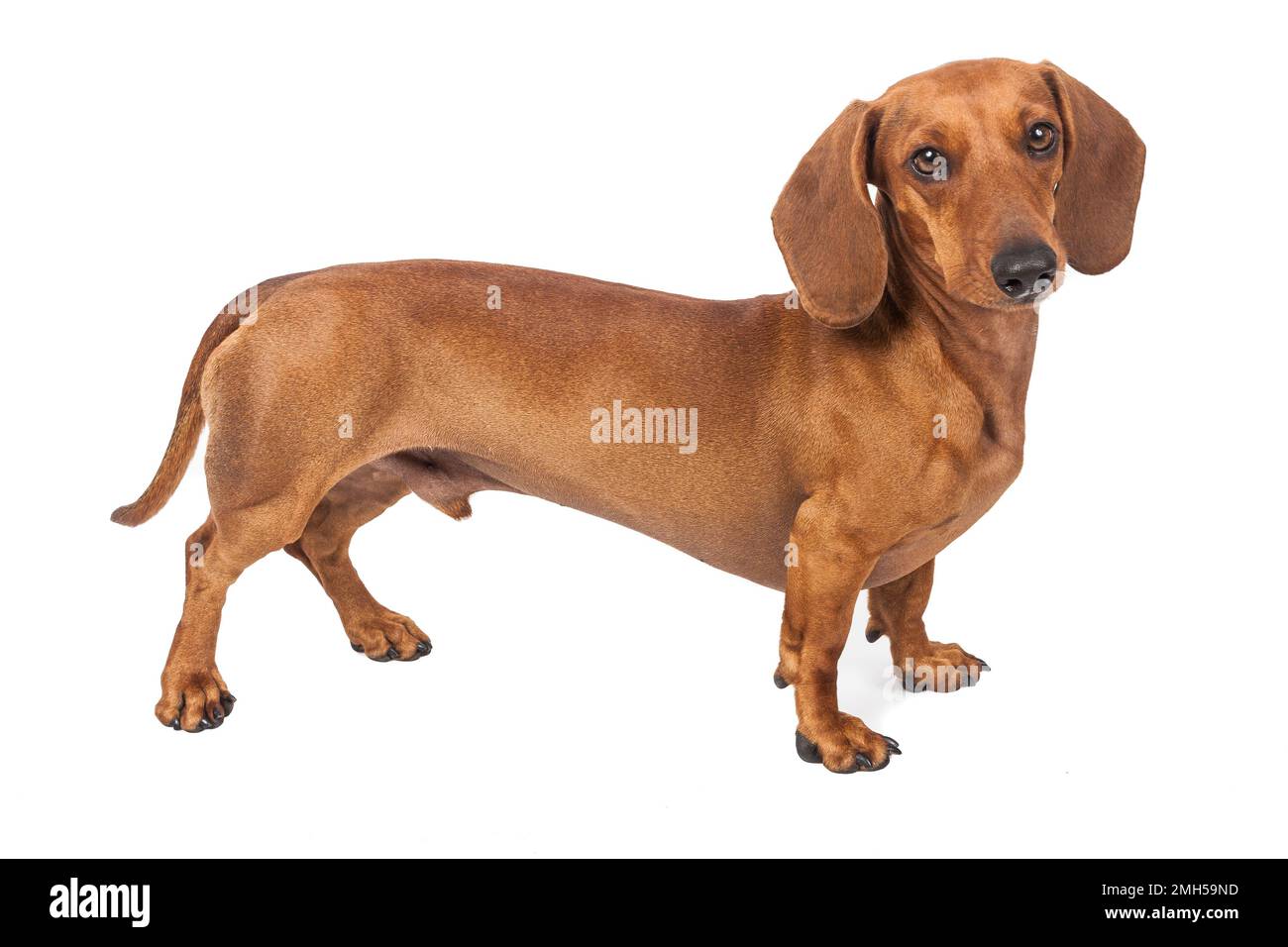 Dachshund dog isolated on white background Stock Photo
