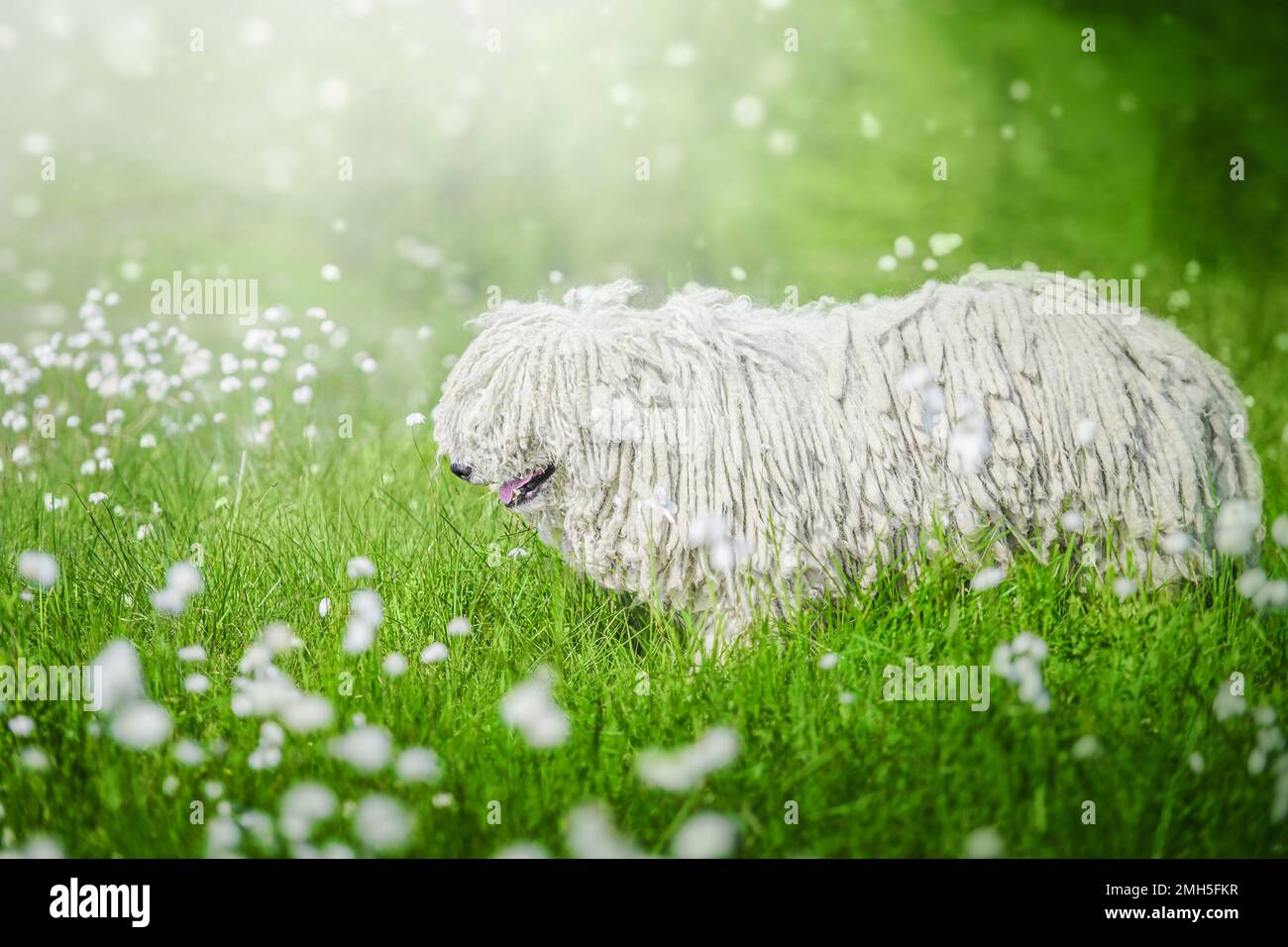 Cute Hungarian puli dog on green grass and white flowers n the Carpathian mountains, Ukraine, Europe. Stock Photo