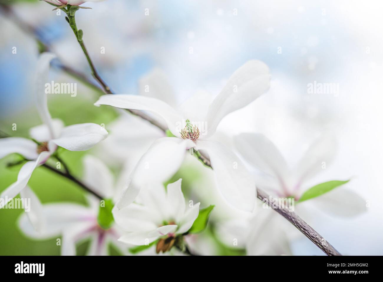 Blown beautiful magnolia flower on a tree with green leaves. Stock Photo