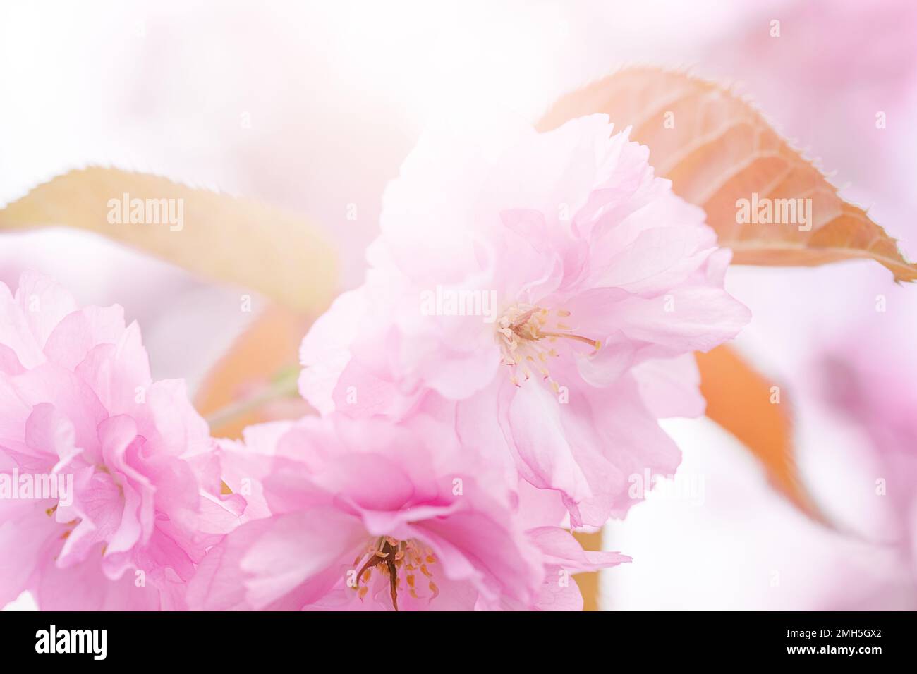 Fresh springtime sakura flower hi-res stock photography and images - Alamy