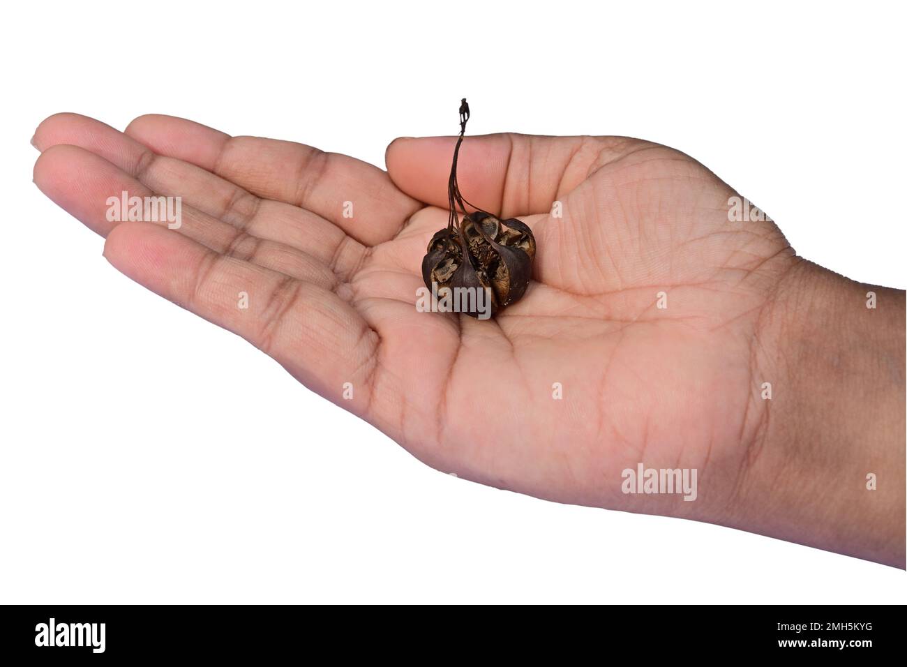 Woman's open palm with a dry out seed pod of an Aristolochia Indica on the palm in isolated background Stock Photo