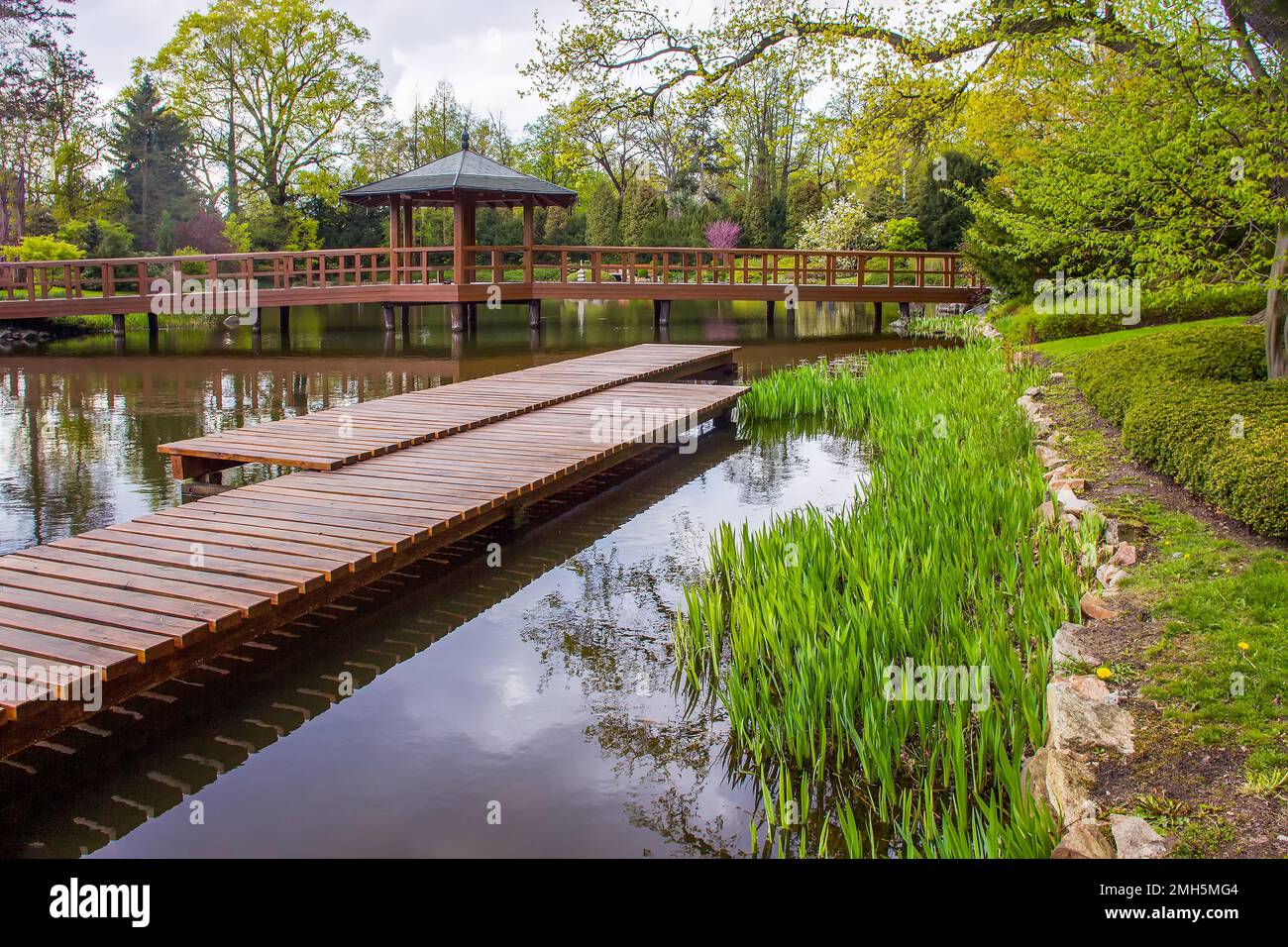 Amazing landscape in japanese garden of Wroclaw in late April with wooden pier (for sunbathing)  and wooden bridge with alcove through pond.  Pink che Stock Photo