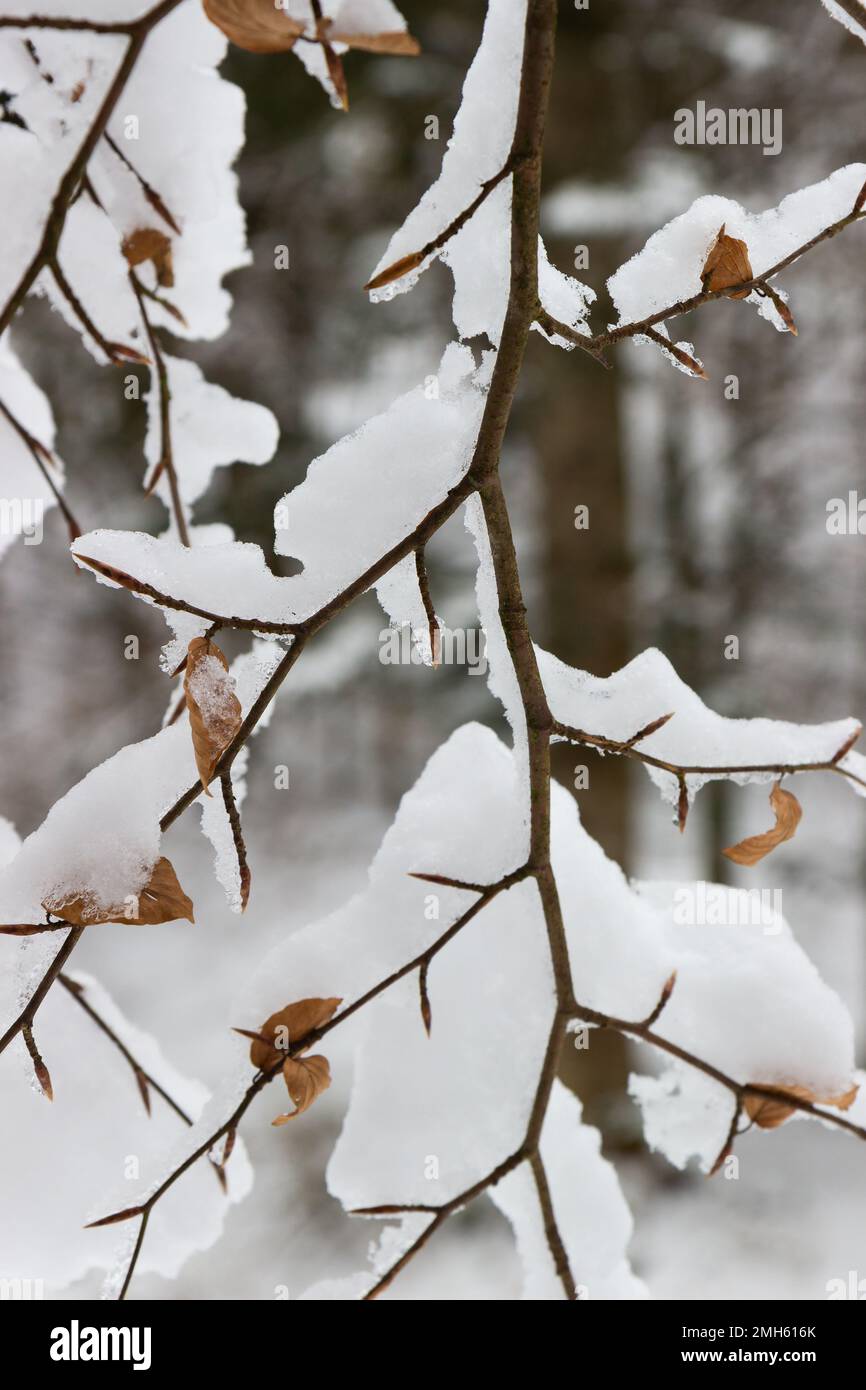 Delightful accumulation of snow on thin branches Stock Photo