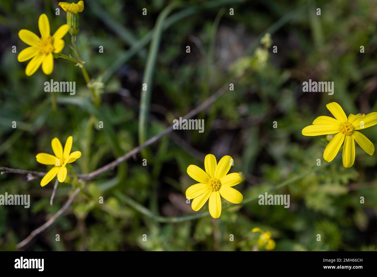 Flora of Greece. Therapeutic plant (Senecio leucanthemifolius Poir.) with yellow flowers growing in a field close-up in spring Stock Photo