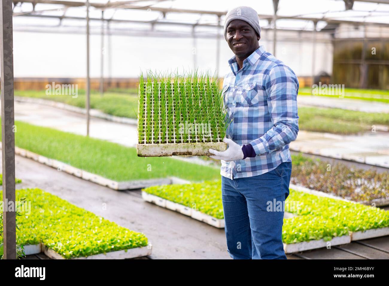 Farmer working with onion seedling in greenhouse Stock Photo - Alamy