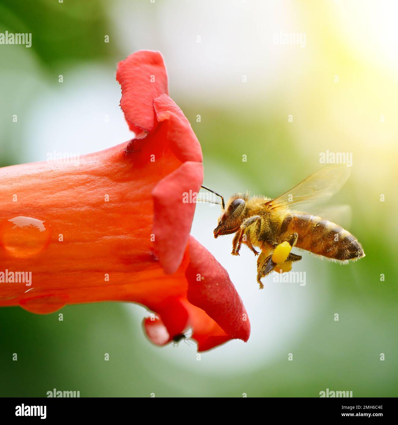 honey bee collects flower nectar Stock Photo Alamy