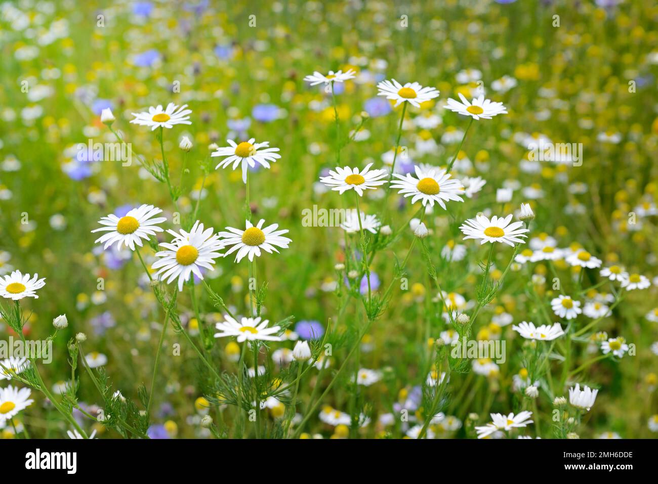White camomiles on a background of green grass Stock Photo
