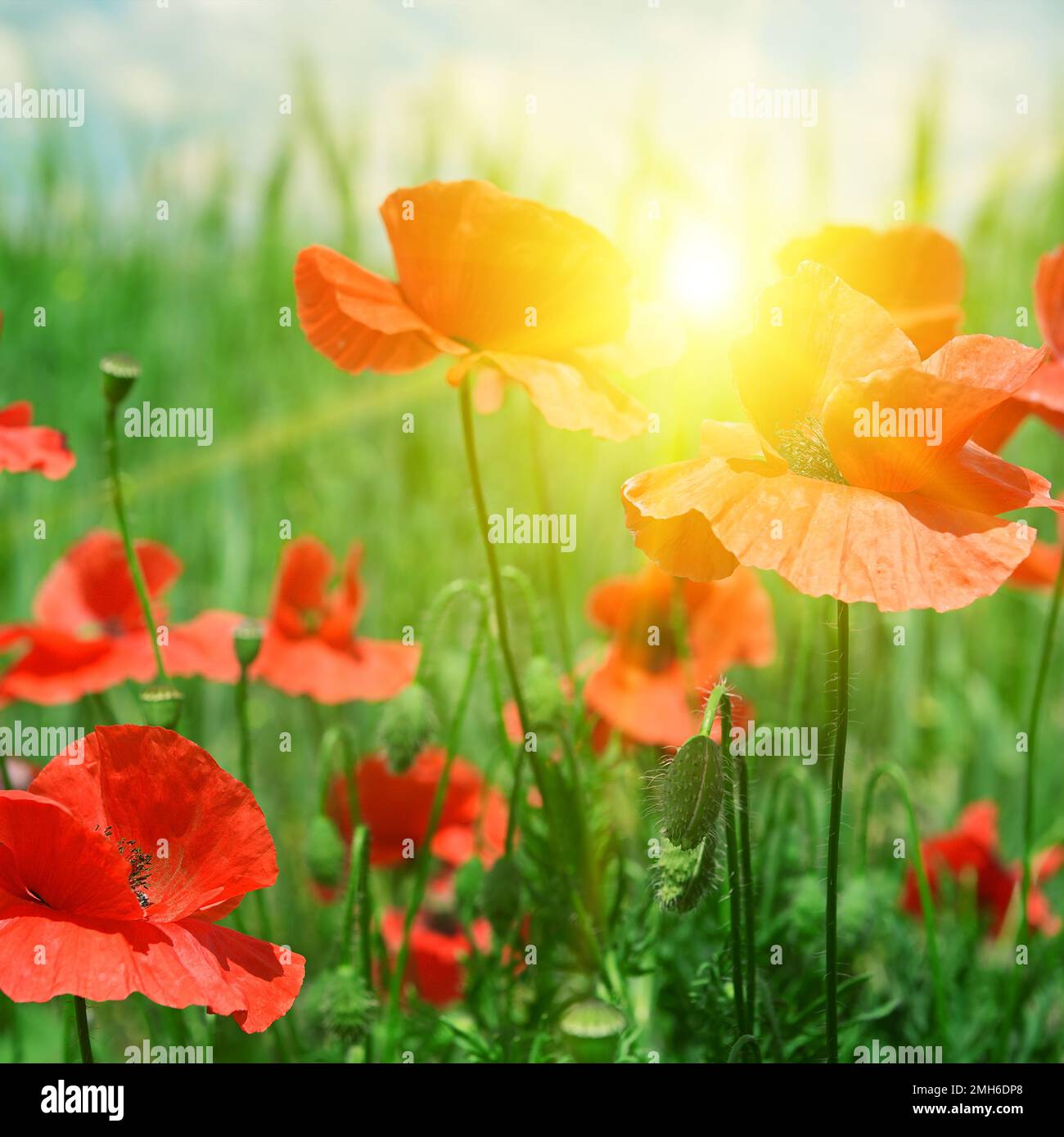 poppies field in rays sun Stock Photo